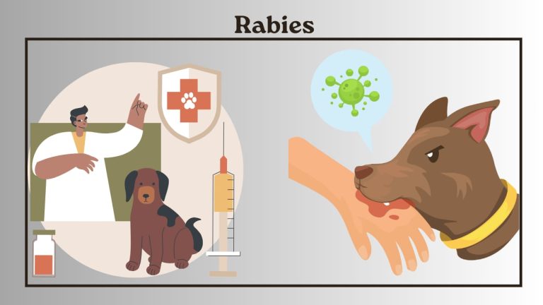 Rabies Viral Disease Caused By The Rabies Virus 8587